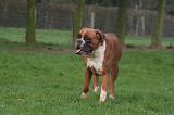 BOXER 456